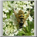 Dolichovespula sylvestris - Waldwespe 01.jpg